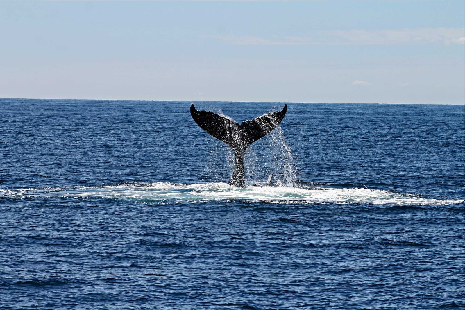 Baleias - Fonte Andrea Holien Pexels